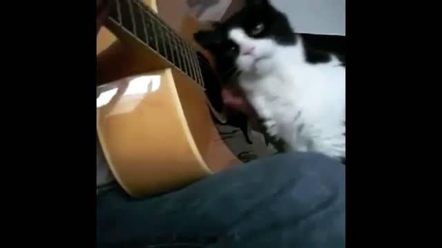 Funny cat is listing my guitar