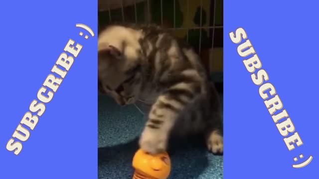 Cute cat playing with a toy :)