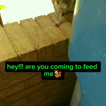 Funny squirrel 🤣🤣🤣🐿️ hey!!! Are you coming to feed me?!!! I want nuts 🥜