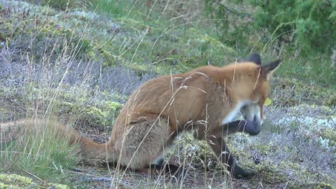 Red Fox Forest Animal Fur Cute Nature Wilderness