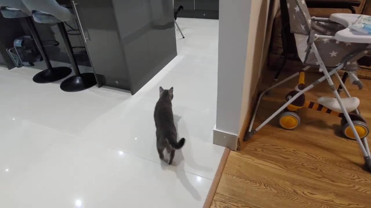 Young Cat Terrorizes Older Cat
