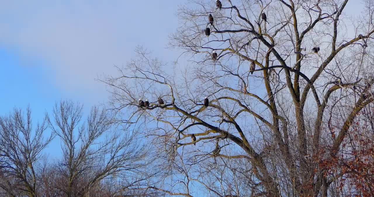 Bald Eagle: America’s Fursona