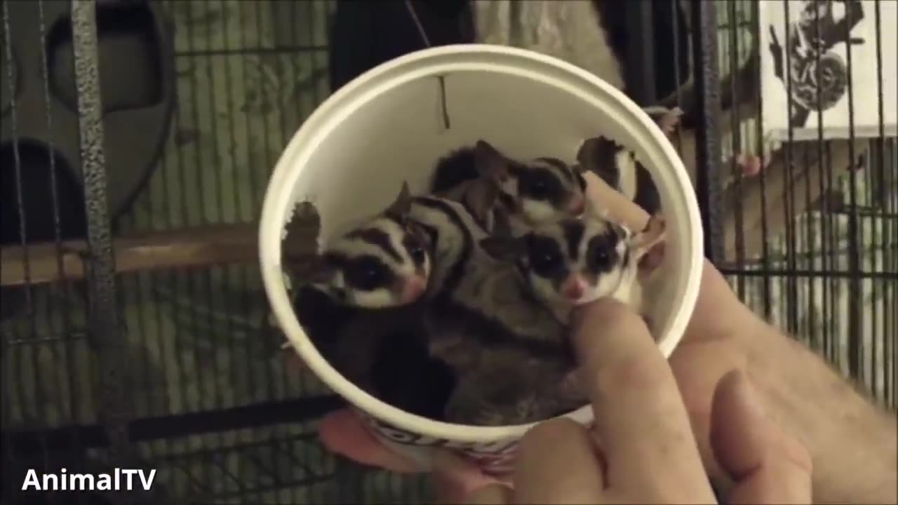 SUGAR GLIDERS Flying