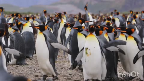 Penguin Dance