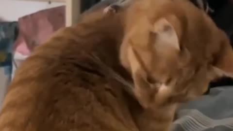 Cat play with mouse