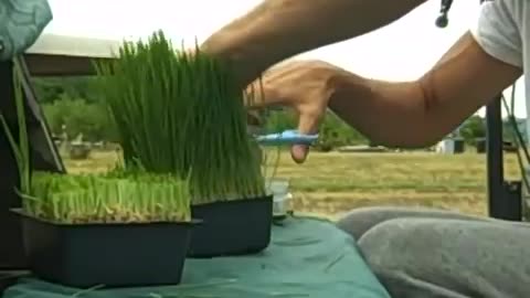 "WHEATGRASS, THE MIRACLE SUPERFOOD + How to Make Wheat Grass Juice !! ;-)"