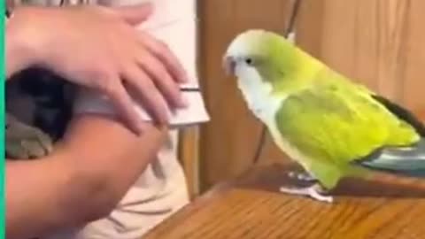 Fanny Talking 👄 parrot 🦜