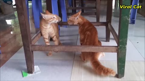 Cats Fighting and Meowing -