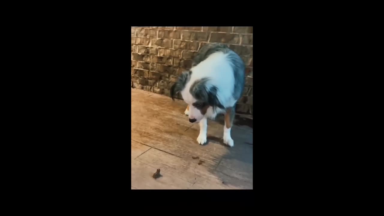 Dog miss the frog