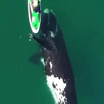 The whale conveniently pushes the boat. Great time, great nature
