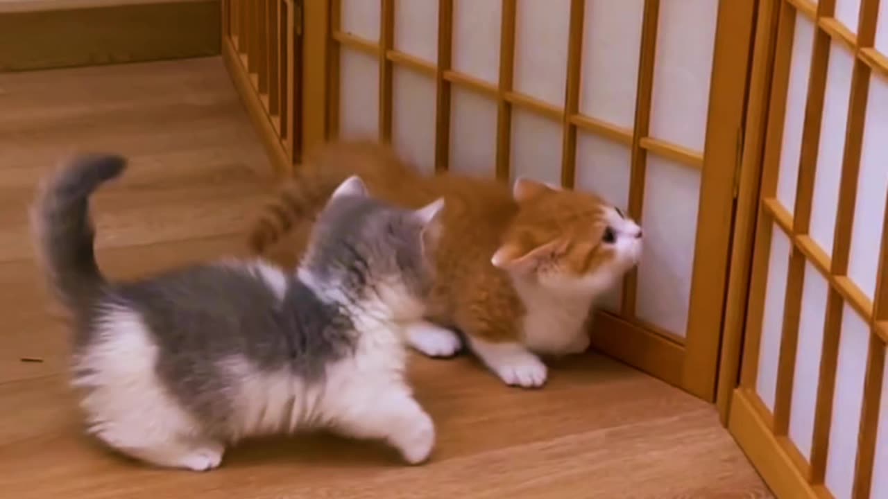 Cute funny kittens playtime😍