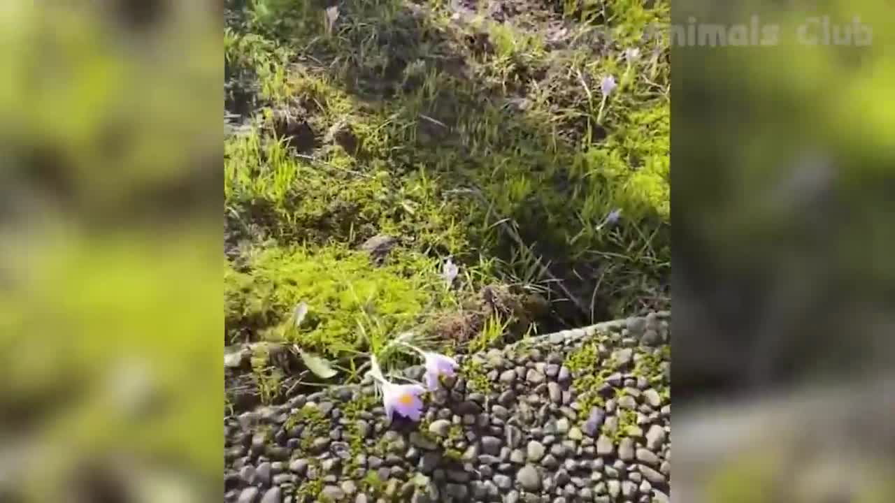 08.Funny Animal Videos 2022 π - Funniest Dogs And Cats Videos πΊπ