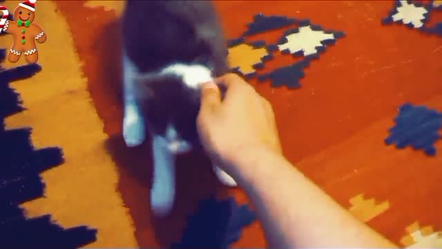 Funny Animal Video😂😂😂