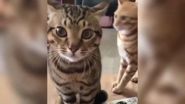 Funny Animals Сompilation 👍 Best Of The 😹 2020-2021 🤣 #31