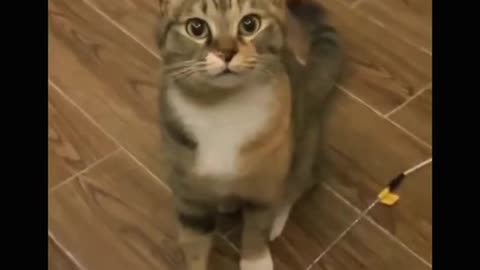 Singing cute cat 🐈 😻 🐈‍⬛️ i love cat