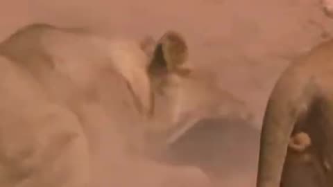 Honey Badger and Lions