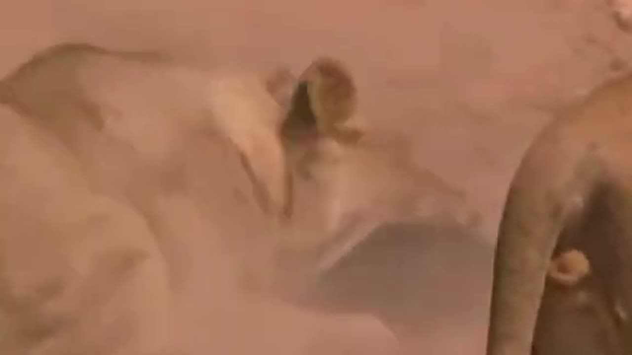 Honey Badger and Lions