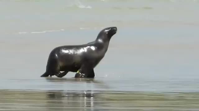 sea lion