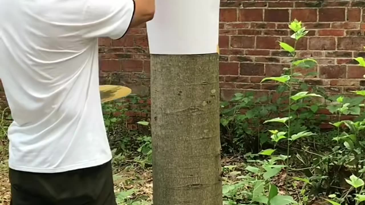 A Talented Man Paint A Tree to Make Invisible Art On Tree and Attach Background #shorts #paint