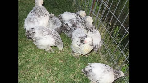 Gambel quails, three months and 1-2 weeks