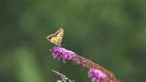 Graceful Butterfly Dovetail in Vivid Close-Up