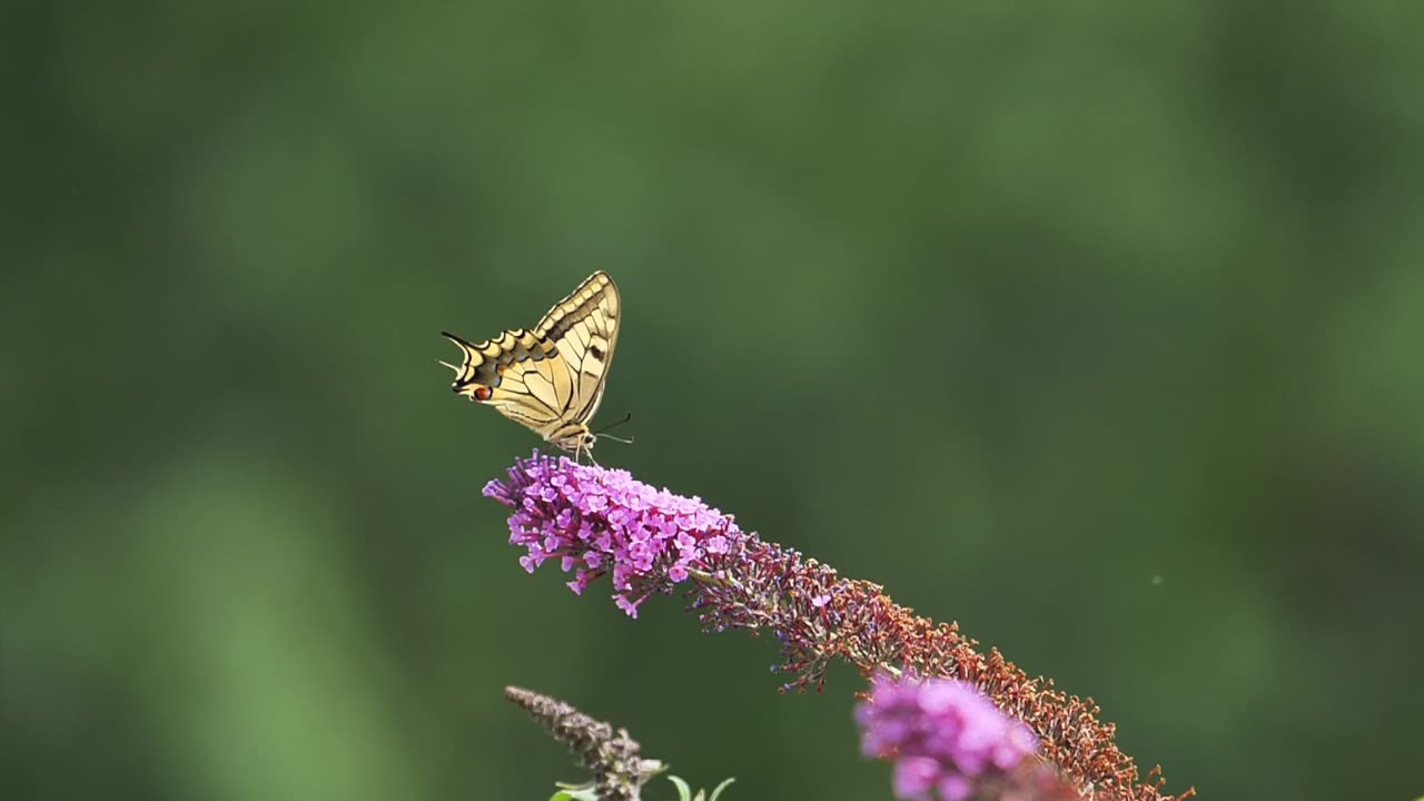 Graceful Butterfly Dovetail in Vivid Close-Up