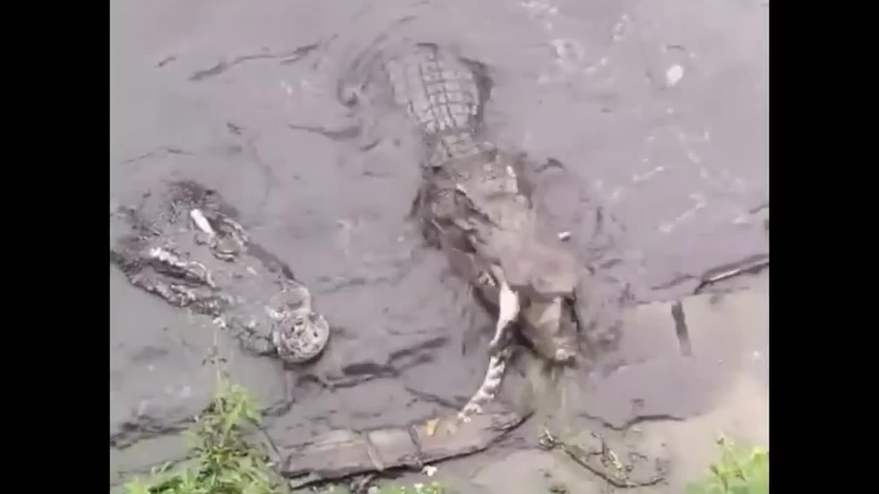 Crocodiles eating Crocodiles