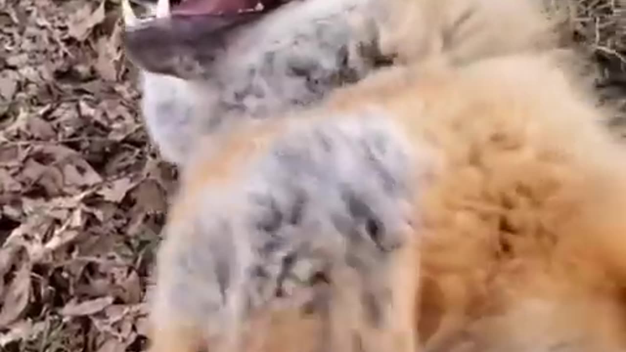 Funny 🐶 dog and cat 🙀 are fun in 2023