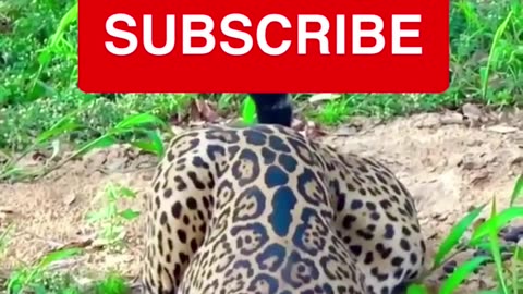 Jaguar | Jungle Beast | #Rumble Short,