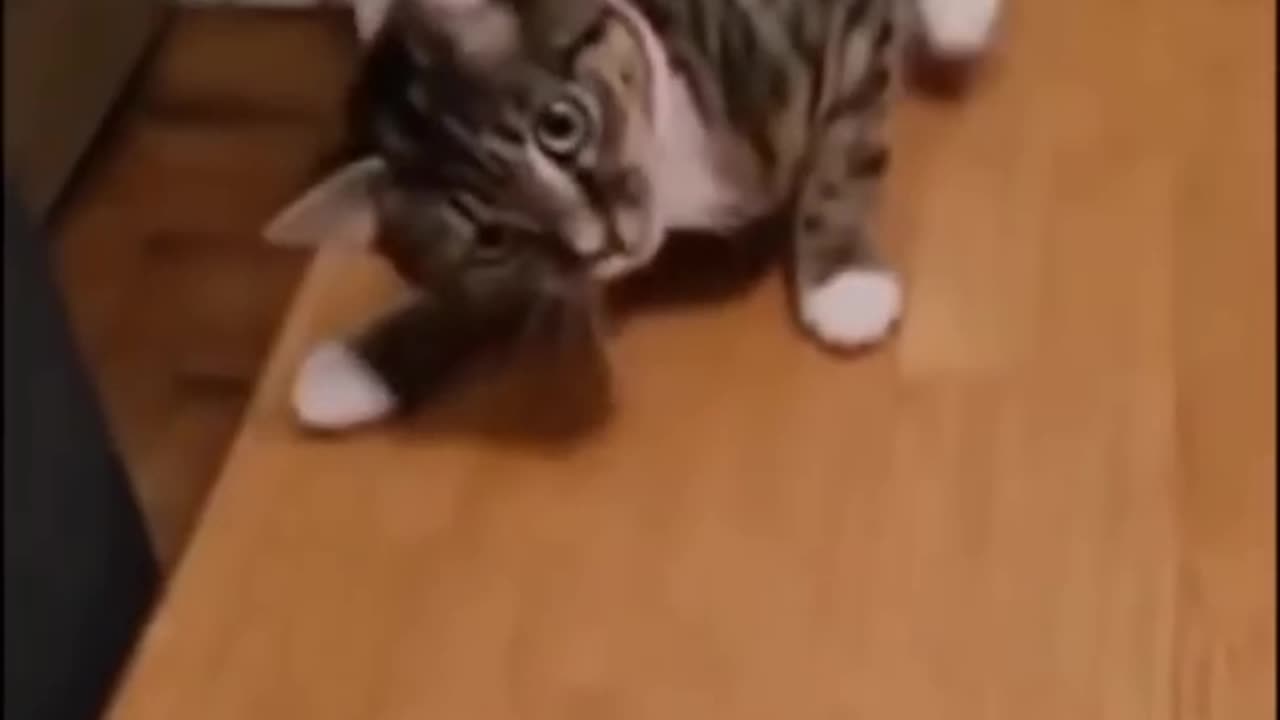 Funny animals