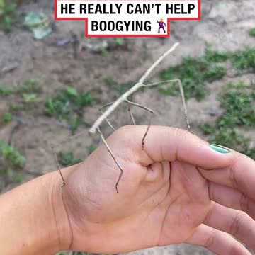 Dancing stick insect😅