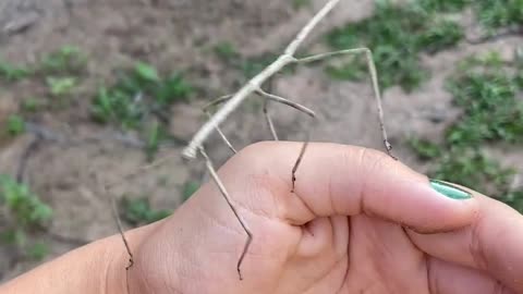 Dancing stick insect😅