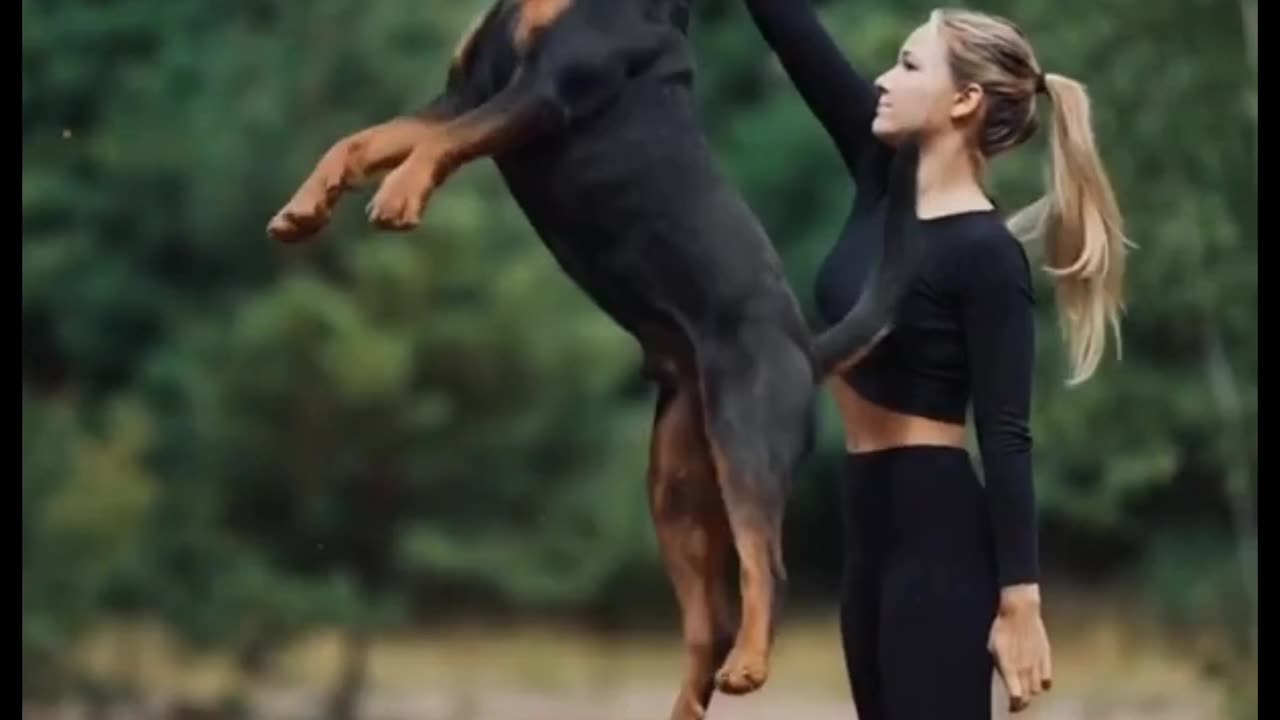 Rottweiler "A Domestic Dog"