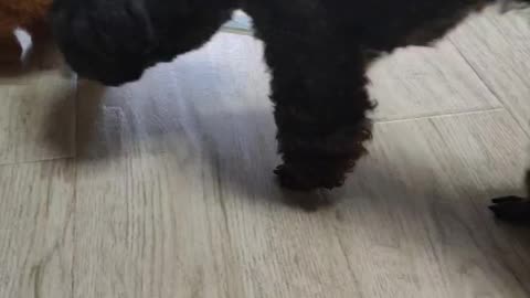 puppy