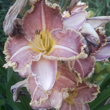 The giant daylily has almost bloomed