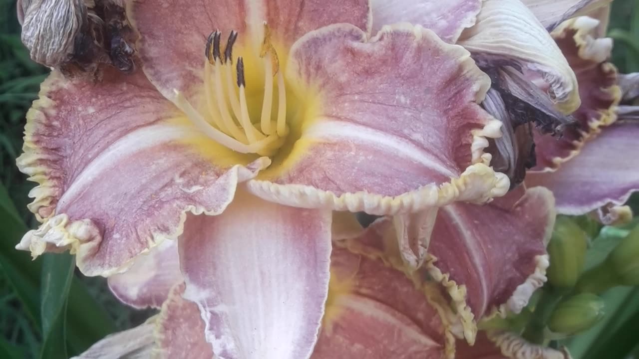 The giant daylily has almost bloomed