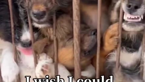 Poor Stray Dogs please follow me