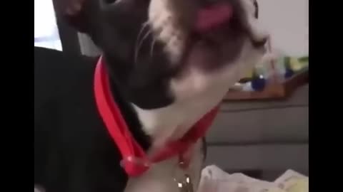 Funny dogs video