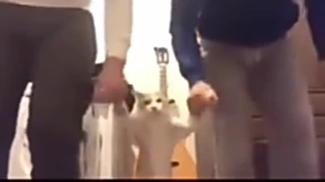 Funny cat dancing