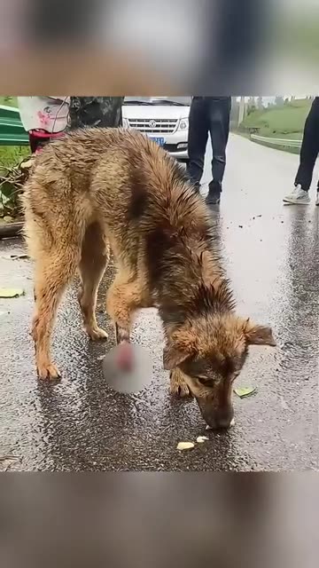 Rescue a three - legged Dog