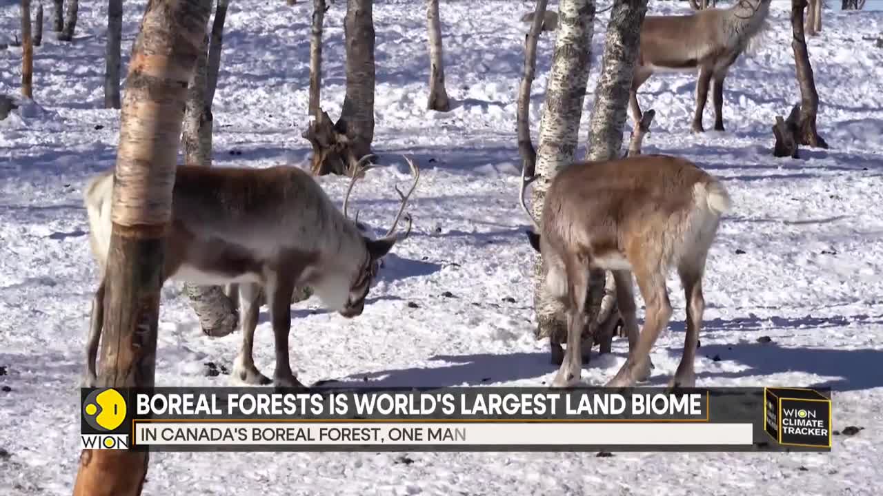 WION Climate Tracker_ Boreal forest sees sharp decline in Reindeer population _ World News _ WION