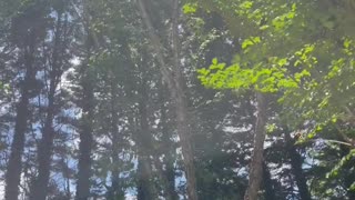 Nature peaceful vibes! #shorts