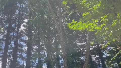 Nature peaceful vibes! #shorts