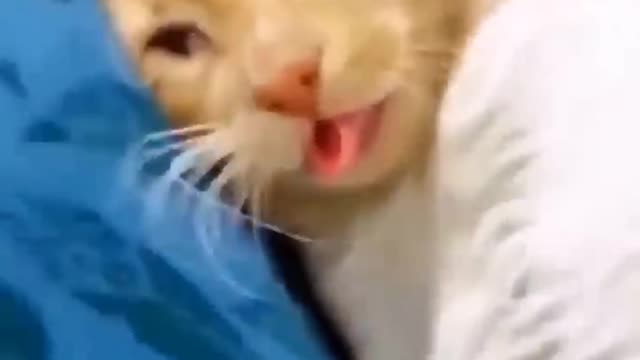 Funny dogs and cats video you like it