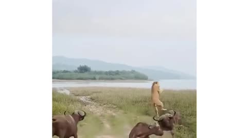 Bison vs. lion wild animals close distance, animal fighting power competition #ANIMAL