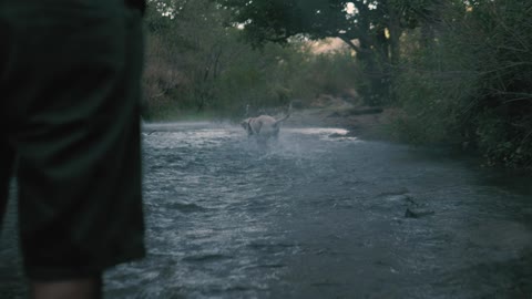 mixkit-dog-catches-a-ball-in-a-river