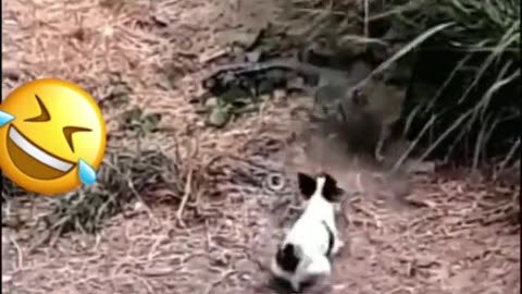 Little dog prank his father when he was trying to catch a big snake