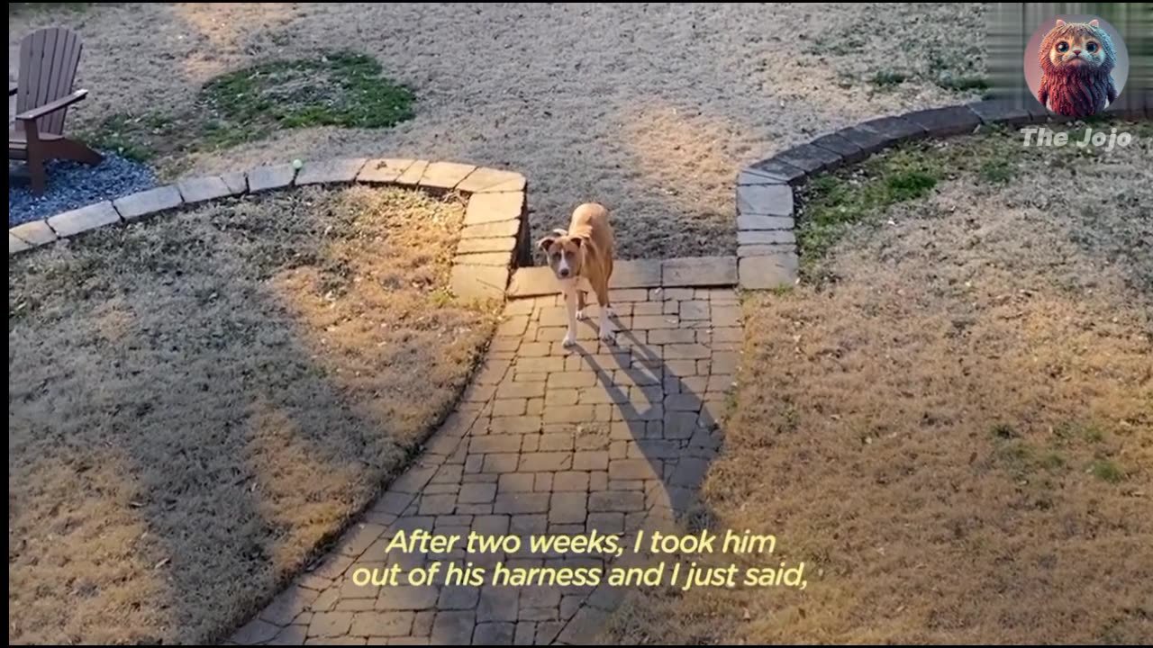 Terrified Pittie founds in Woods Turns into a Puppy in his Forever House