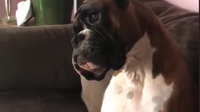 cute dog watching tv