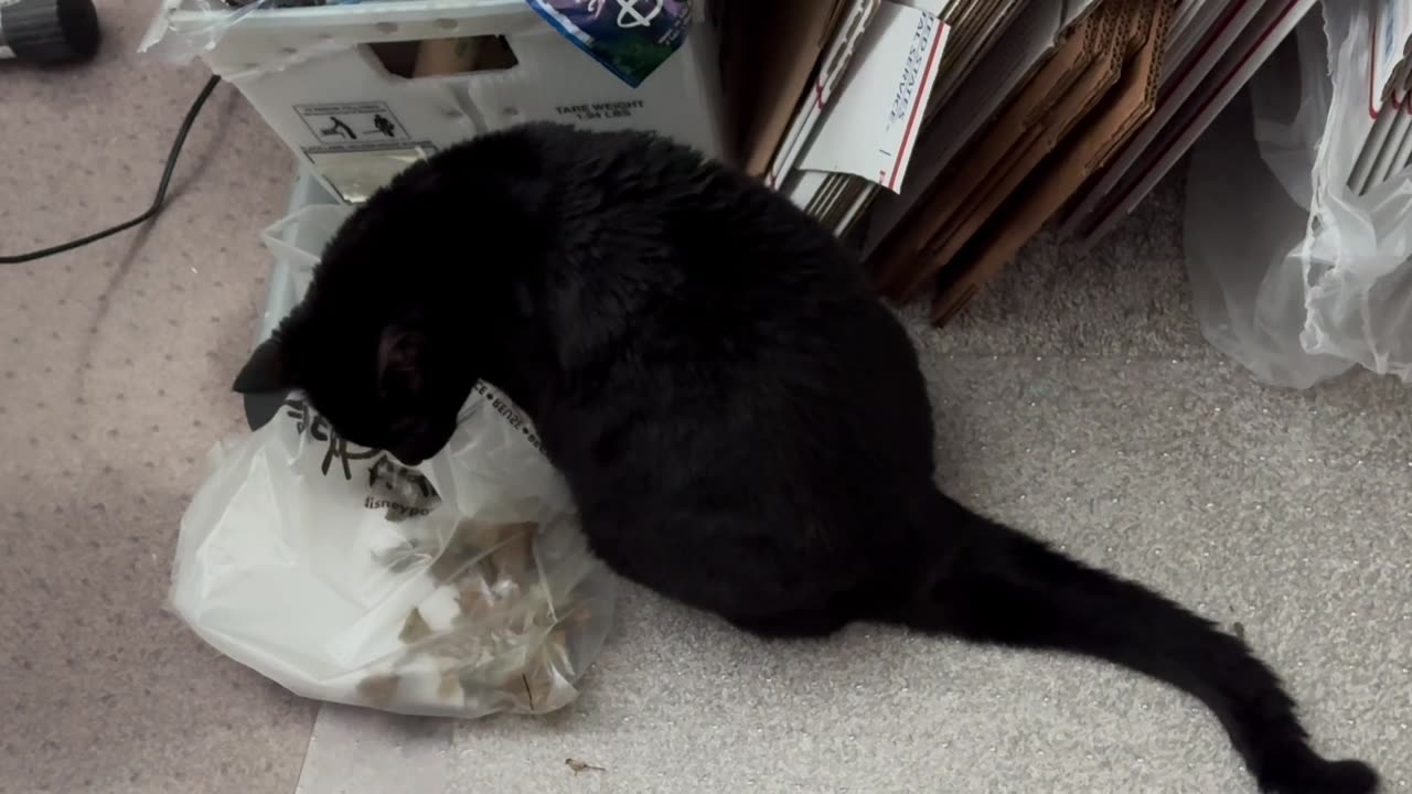 Cute Precious Piper Inspects the Office Trash - Adopting a Cat from a Shelter Vlog